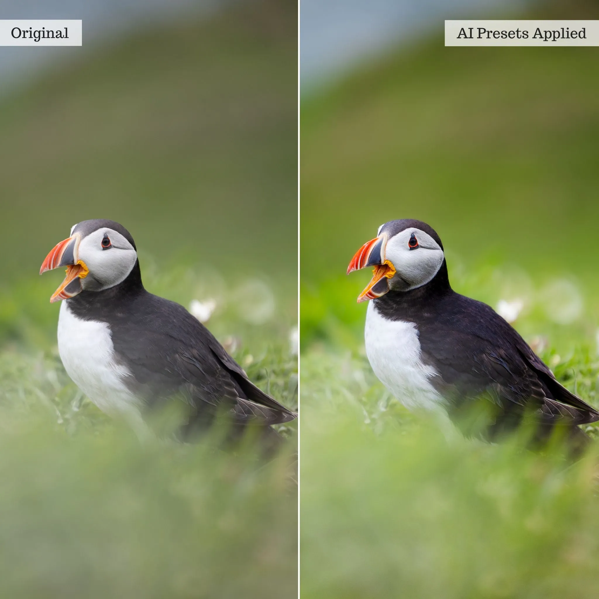 Landscape, Wildlife & Animals Artificial Intelligence (AI) Retouch Toolkit Lightroom Presets – Desktop