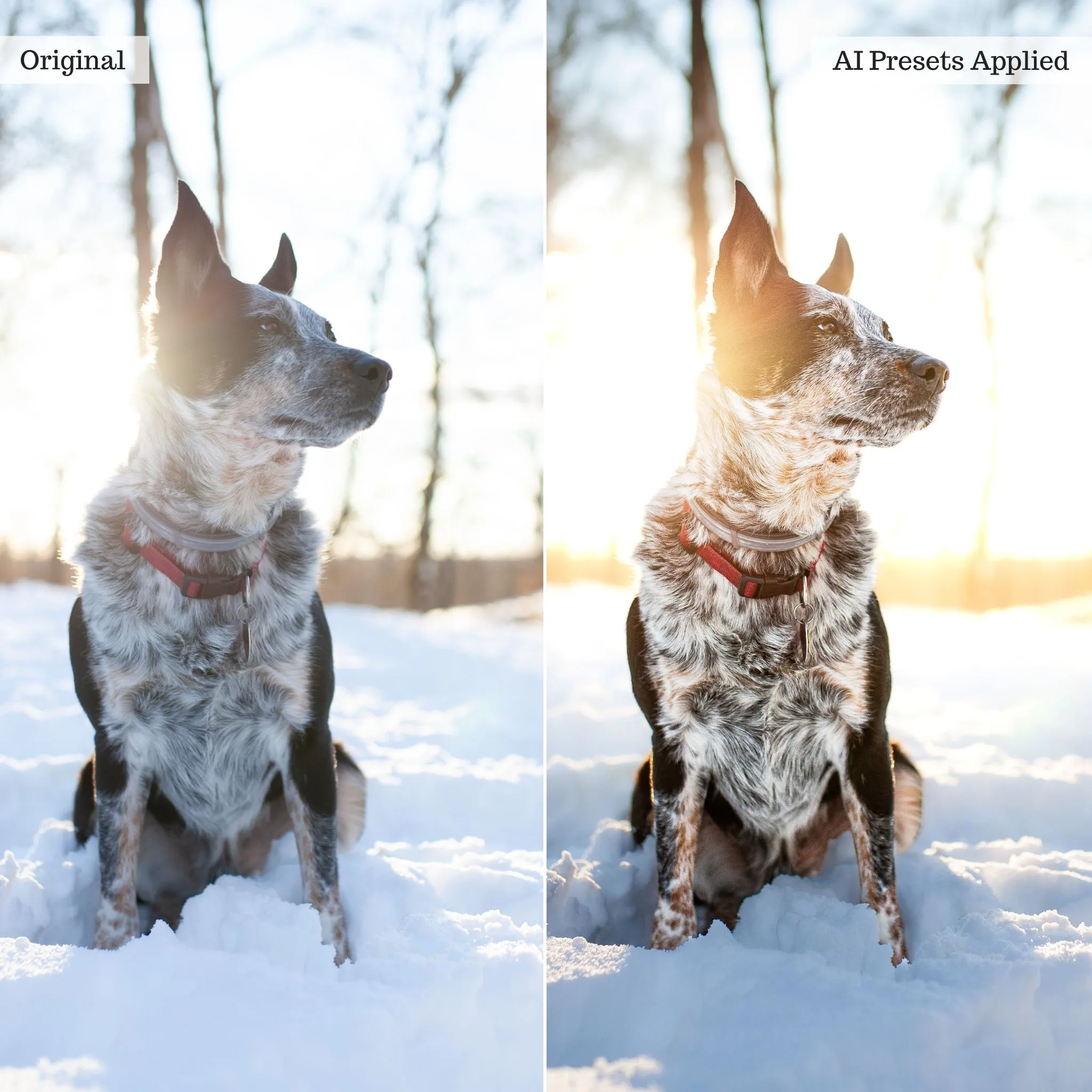 Landscape, Wildlife & Animals Artificial Intelligence (AI) Retouch Toolkit Lightroom Presets – Desktop